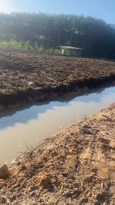 Đất cho thuê 5000m² tại An Nhơn Tây, Củ Chi - Lý tưởng cho trồng rau