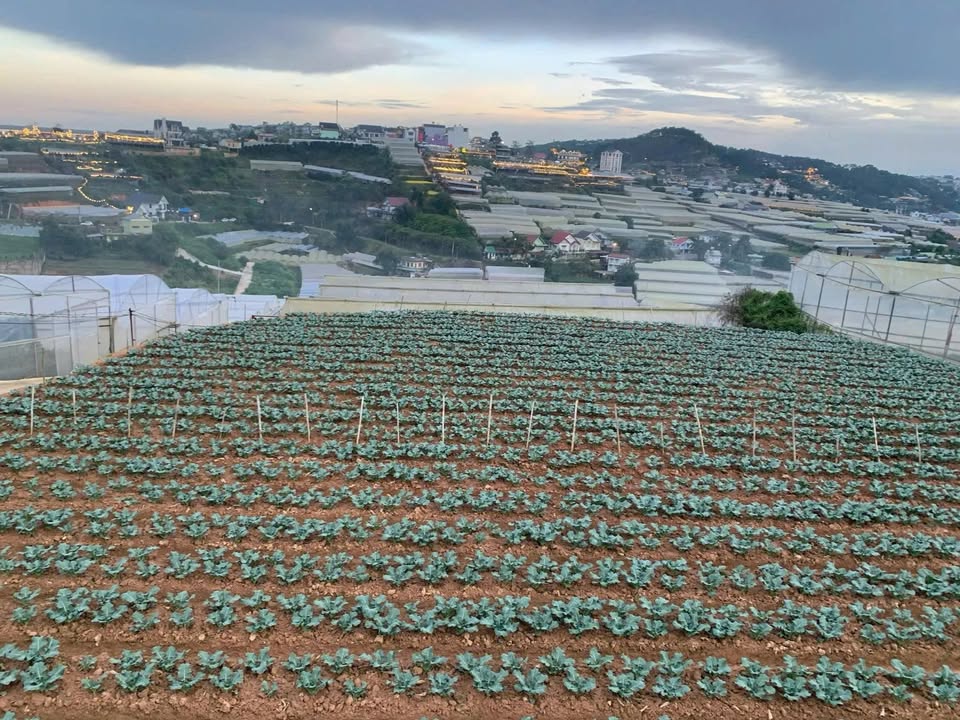 Đất nền Huỳnh Tấn Phát, phường Xuân Trường 765m² - Giá chỉ 9.6 tỷ, vị trí lý tưởng!