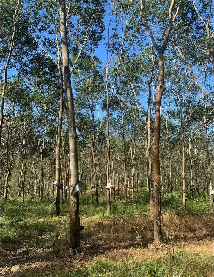 Đất rẫy 8ha tại Ngọc Vang - Giá chỉ 3 tỷ, đầu tư sinh lời!