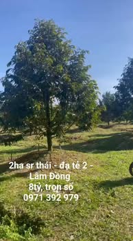 Đất Farm 2ha Sầu Riêng Thái tại Triệu Hải - Đạ Tẻh - Giá 8 tỷ - Đầu tư sinh lời hấp dẫn!