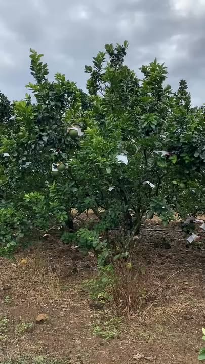 Đất thổ cư 13000m² tại Tà Lài, Định Quán chỉ 3.9 tỷ - Đầu tư sinh lời ngay!