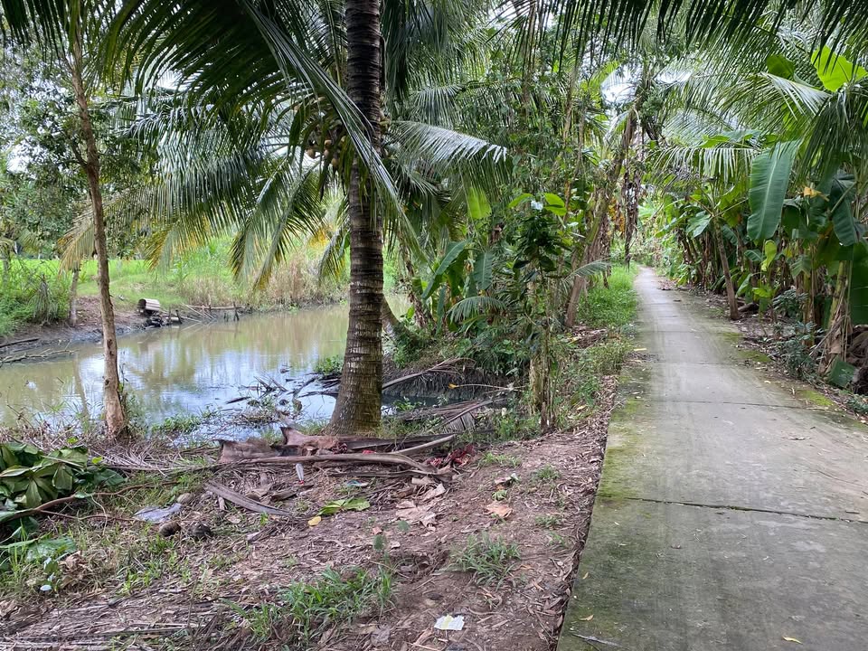 Đất vườn 12.000m² tại ấp Đại Trường, Trà Vinh - Giá chỉ 220 triệu, thương lượng!