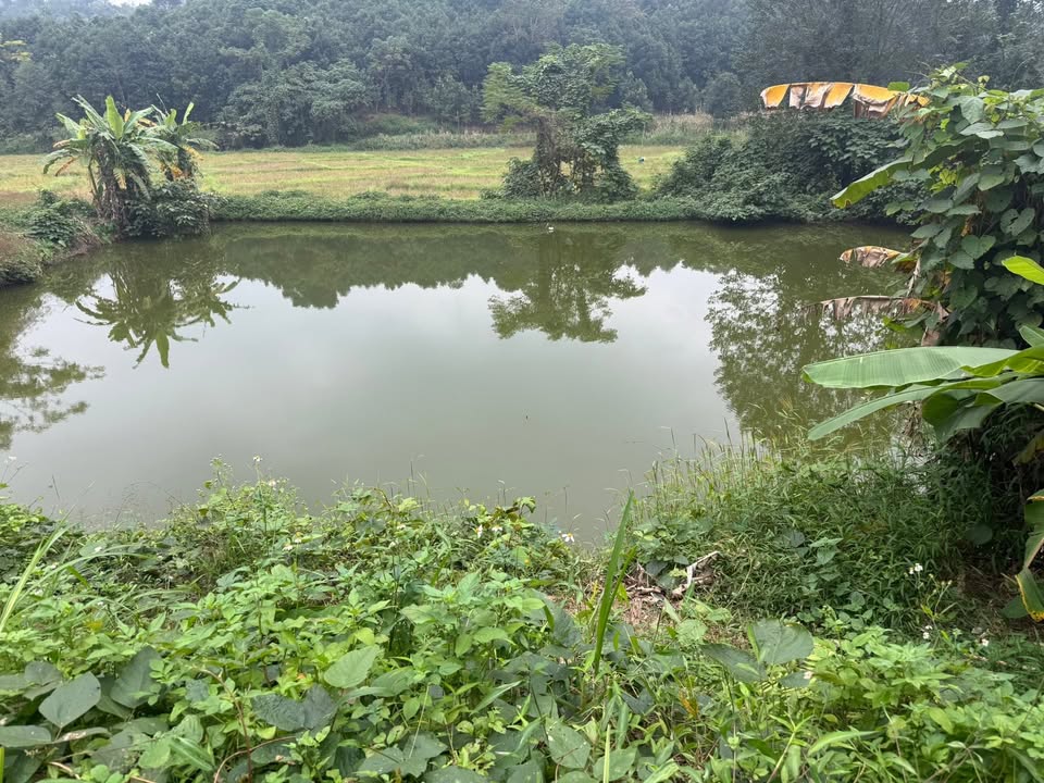 Farm Thôn Tiến Lập, Bảo Thắng, Lào Cai 2015m² giá 800 triệu - Đầu tư lý tưởng cho nghỉ dưỡng!