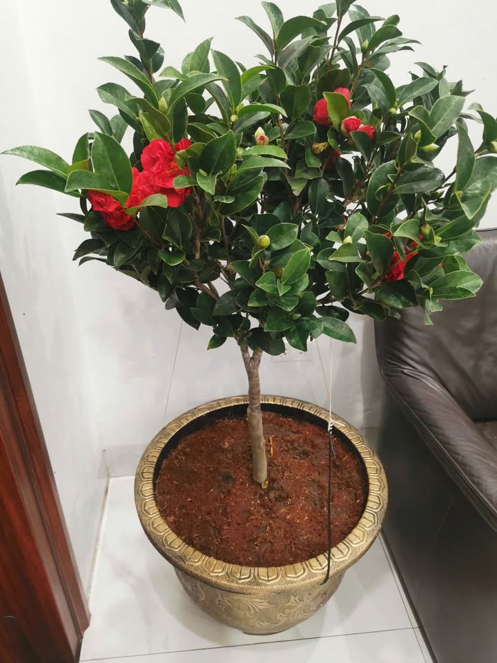 Phòng cho thuê tại Bạch Đằng, Hồng Hà 20m² giá chỉ 2 triệu - Sẵn sàng vào ở!