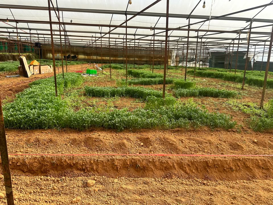 Bán đất nông nghiệp Đường Hồ Xuân Hương Đà Lạt 75m² - Giá tốt, dễ đi lại!