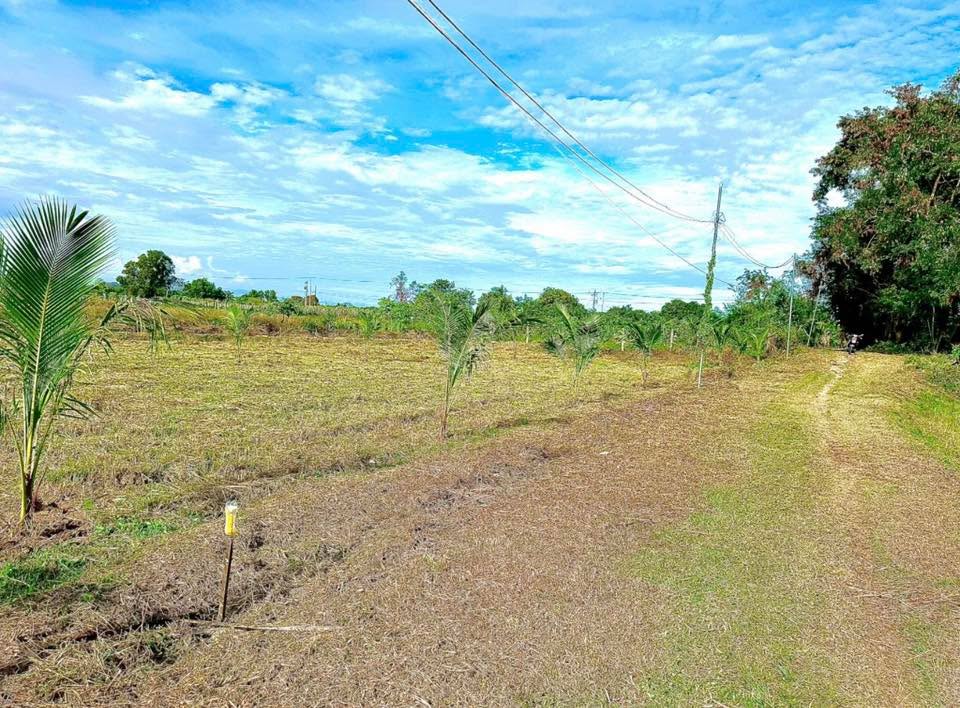 Đất nền 1 sào Hàm Liêm, Bình Thuận giá chỉ 320 triệu - Đầu tư sinh lời ngay!