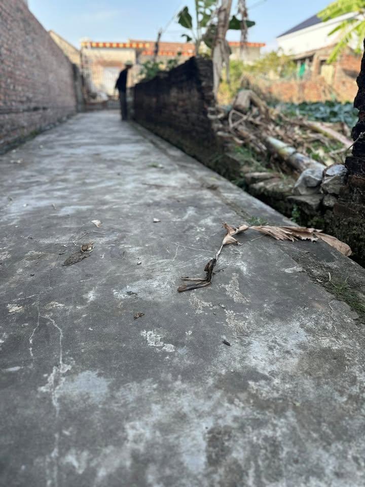 Đất nền Thái Thụy Thái Bình 60m² giá 600 triệu - Nhanh tay sở hữu lô đất đẹp!