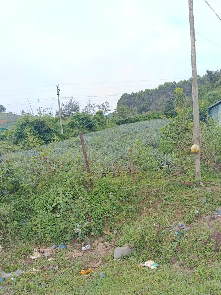 Đất nền Giang Mao, Krông Bông 600m² giá thỏa thuận - Địa thế cao, kinh doanh thuận lợi!