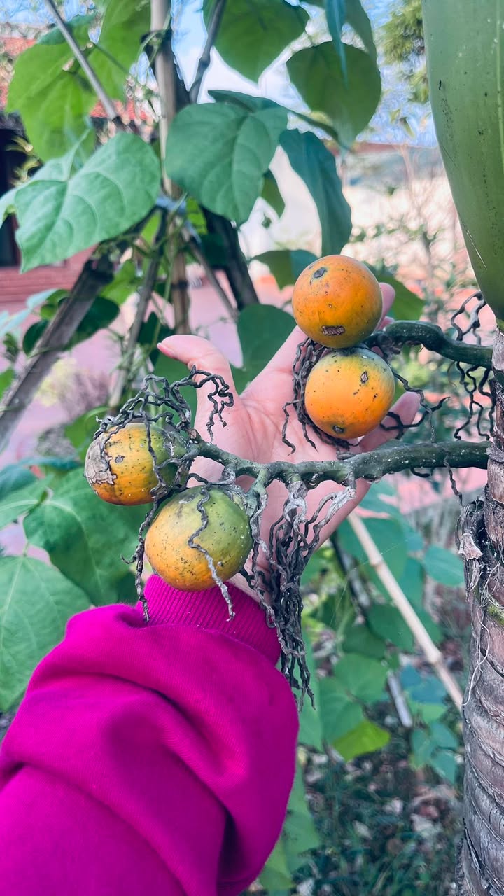 Đất thổ cư Hương Mai, Việt Yên 132m² giá 2 tỷ - Đầu tư sinh lời ngay!