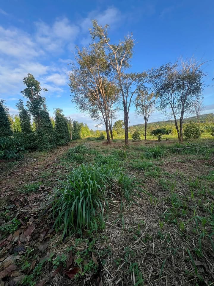 Đất nền 4.000m² tại Ea Nam, Đắk Lắk giá 5 tỷ - Đất bằng phẳng, ô tô vào tận nơi!