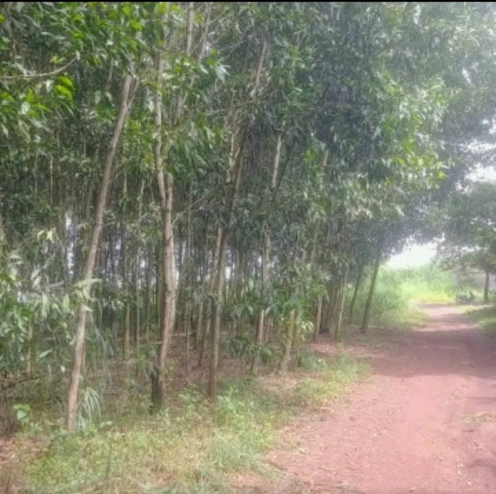 Đất Farm 6000m² Tân An - Vĩnh Cửu giá 1.796 tỷ - Đường xe tải, sổ đỏ chính chủ!