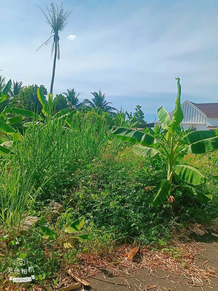 Đất đầu tư Suối Dầu, Cam Lâm, Khánh Hòa 818m² giá 3 tỷ - Pháp lý chuẩn, khu dân cư ổn định!