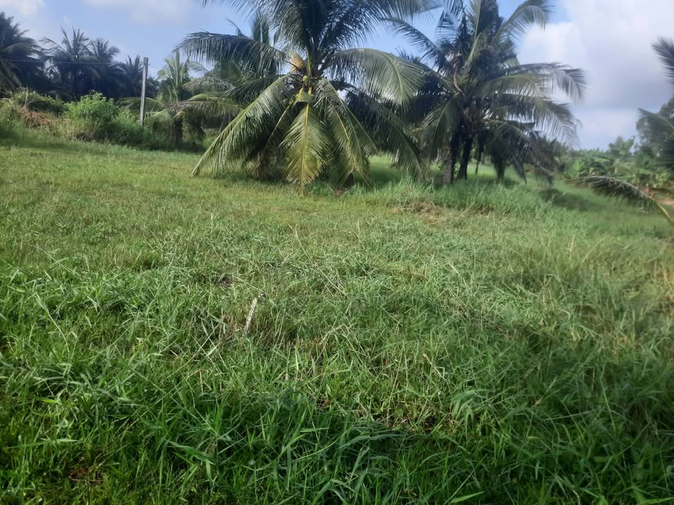 Bán đất trồng dừa 4000m² tại xã Bình Thạnh, Thạnh Phú - Giá chỉ 700 triệu!