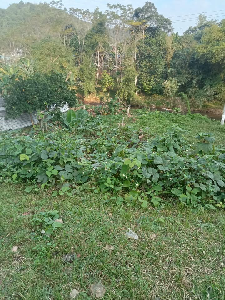 Đất thổ cư 100m² Kim Bôi Hòa Bình 400m² - Giá tốt cho nhà đầu tư!