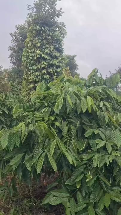 Farm 5.000m² tại Đắk Lao, Đắk Mil giá 1.8 tỷ - Sổ đỏ chính chủ, mặt đường rộng