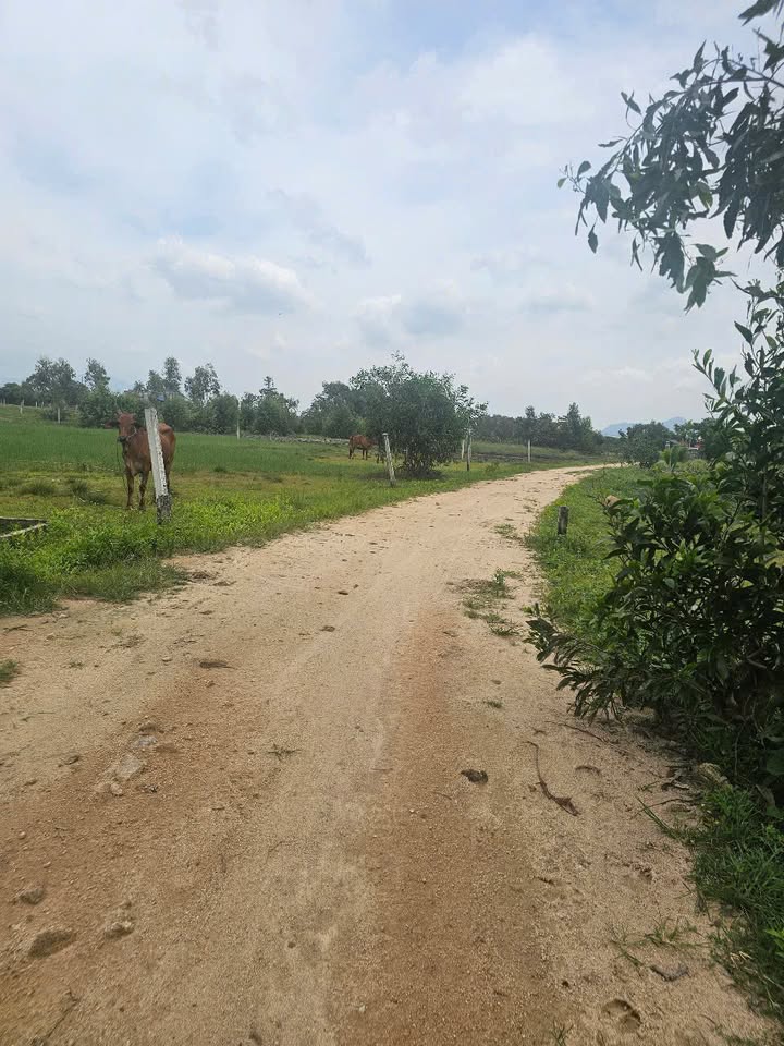 Đất thổ cư La Gi 96.2m² giá 680 triệu - Đầu tư tiềm năng, vị trí đẹp!