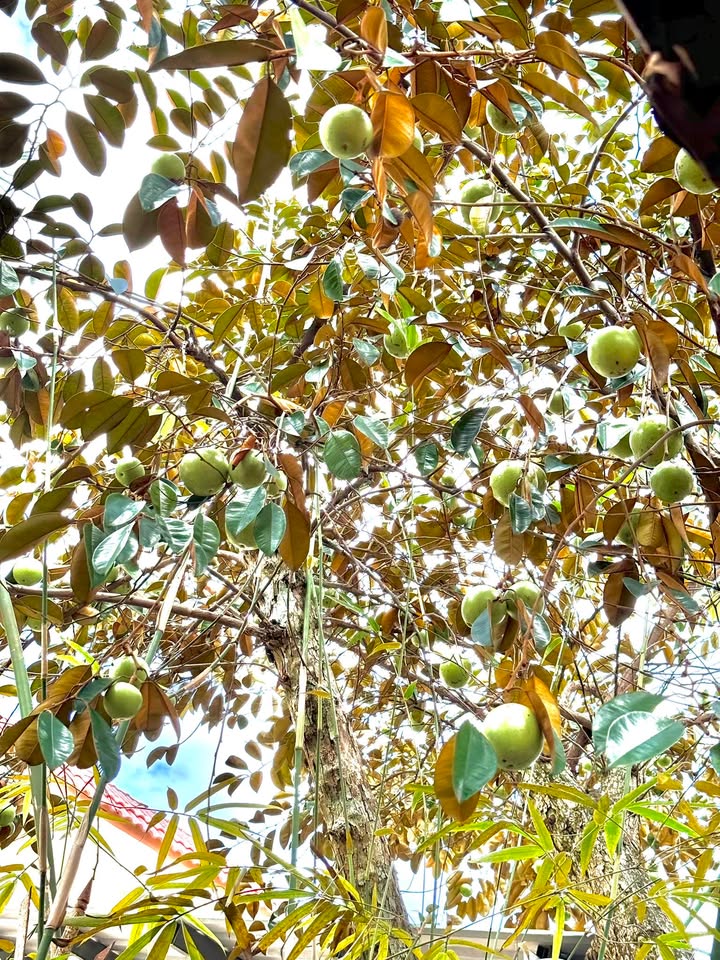 Đất nền Định An Dầu Tiếng 9000m² giá 300 triệu - Tiềm năng đầu tư vượt trội!