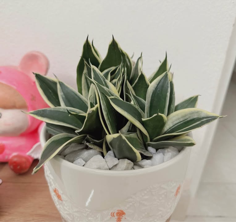 Nhà 3 tầng phố 8, Quảng Hưng 75m² giá 4 tỷ - Nhà mới gần khu công nghiệp!