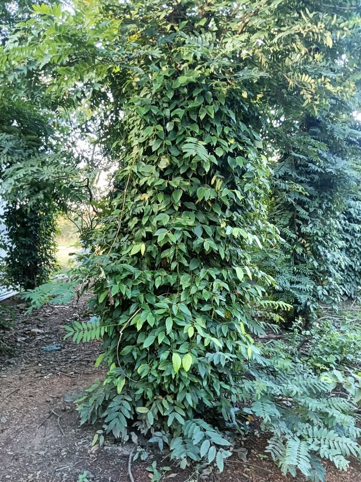 Đất nền 8 sào Đắk Wil 2.1 tỷ - Nhà và điện nước đầy đủ, đầu tư sinh lời!