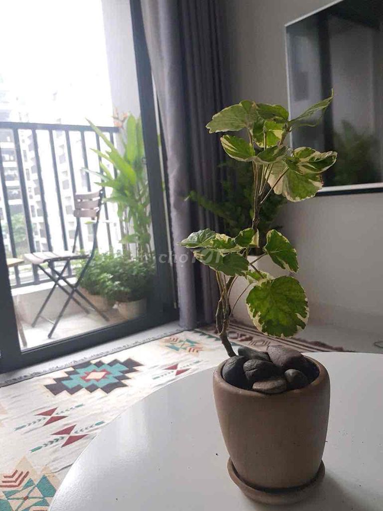 Căn hộ cho thuê Lovera Vista 65m² giá 8.5 triệu - Nhận nhà ngay!