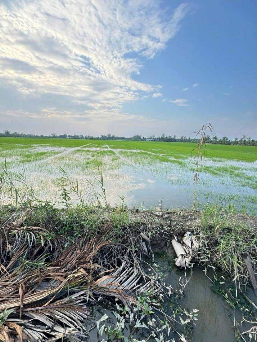 Đất lúa 3.310m² tại Bình Thủy, Cần Thơ - Giá chỉ 1.35 tỷ, thương lượng!