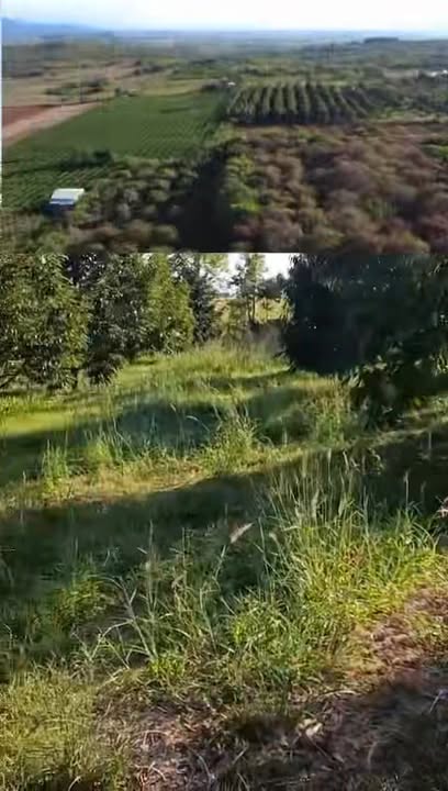 Farm 1,8ha sầu riêng tại Ia Ga, Chư Prông, Gia Lai - Giá chỉ 5,5 tỷ!