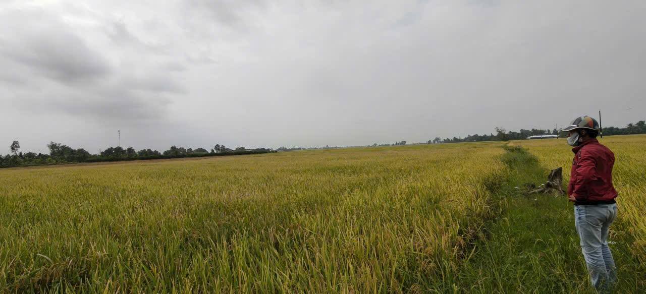 Đất ruộng Láng Tròn, Bạc Liêu 8700m² giá 700 triệu - Mặt tiền lộ xe máy