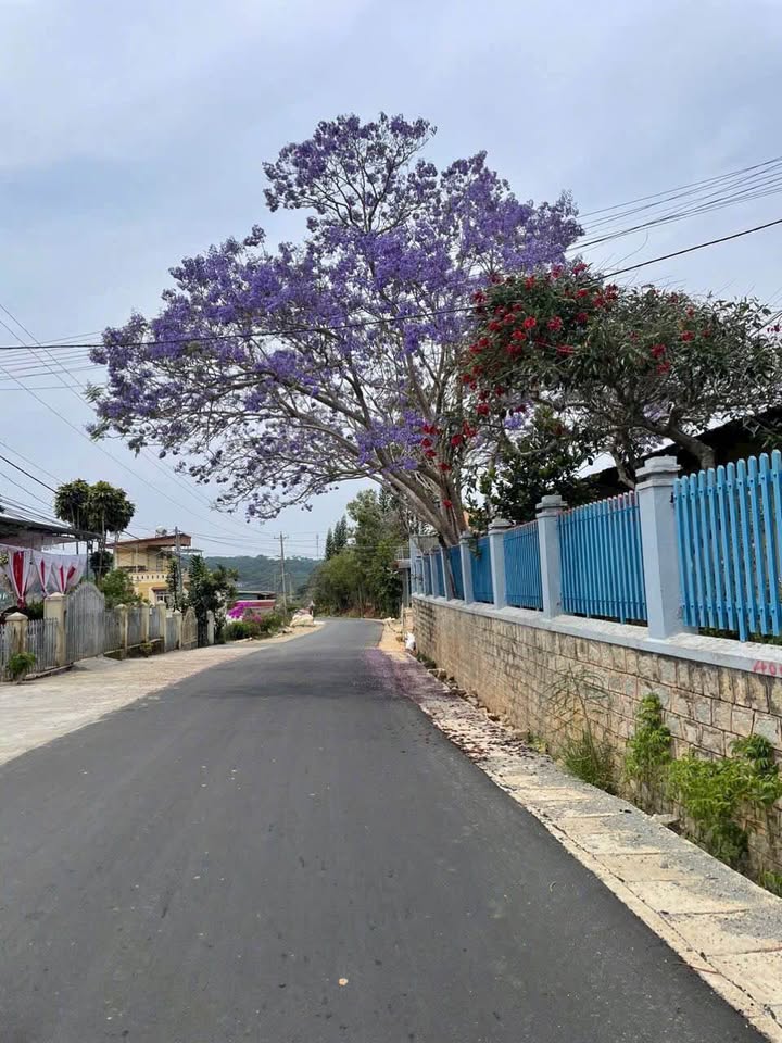 Đất nghỉ dưỡng 1000m² tại Xuân Trường, Đà Lạt - Gần đồi thông, giá chỉ 1.85 tỷ!