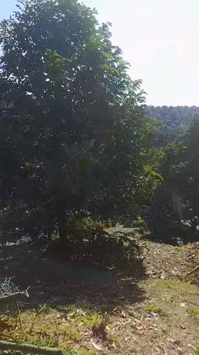 Farm Đạ Kho 1ha giá 3.5 tỷ - Đầu tư sinh lời với 150 cây SR Thái