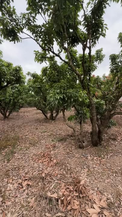 Đất vườn Phượng Sơn Bắc Ninh 6000m² giá 4 tỷ - Cơ hội đầu tư hiếm có!