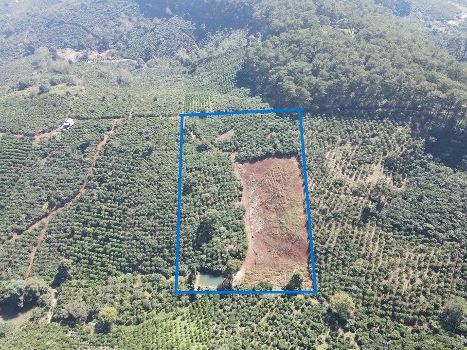 Đất Farm 1,2ha tại Tân Châu, Di Linh - Giá chỉ 3,5 tỷ - Cơ hội đầu tư tuyệt vời!