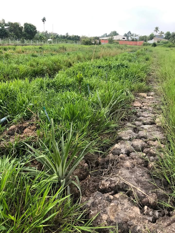 Đất nông nghiệp 1 công 8 tại Nhơn Phú, Vĩnh Long - Cơ hội đầu tư hấp dẫn!