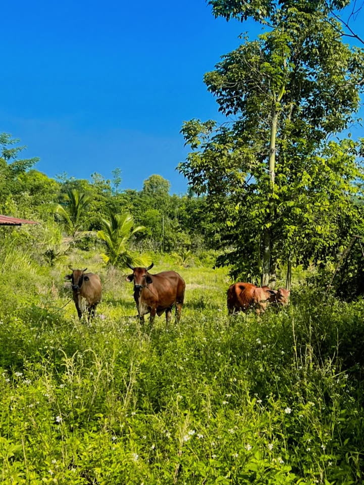 Đất Bảo Bình, Cẩm Mỹ 3346m² giá 9.039 tỷ - Đầu tư sinh lời cao!