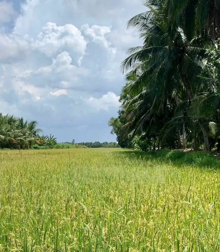 Đất nền Bến Tre 9200m² giá 1.38 tỷ - Cơ hội đầu tư không thể bỏ lỡ!