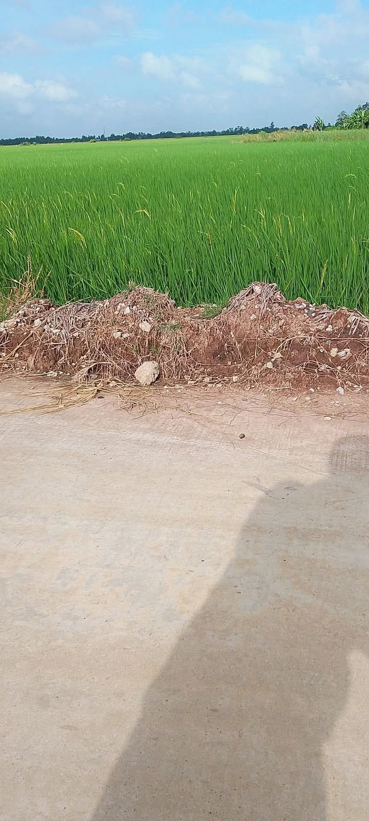 Đất ruộng 8 công xã Tân Thạnh, Long Phú - Giá chỉ 1.12 tỷ VND, ô tô vào tận nơi!