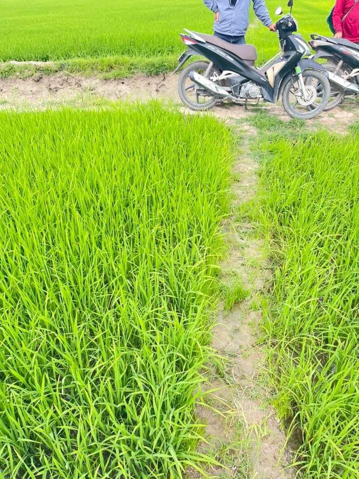 Đất ruộng lúa Tân Hộ Cơ, Tân Hồng, 25.000m² giá 1.31 tỷ - Tiềm năng đầu tư lớn!