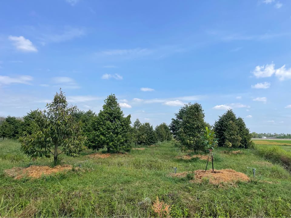 Đất vườn Phước Thạnh Gò Dầu 73080m² giá 2.1 tỷ - Đầu tư sinh lời bền vững!