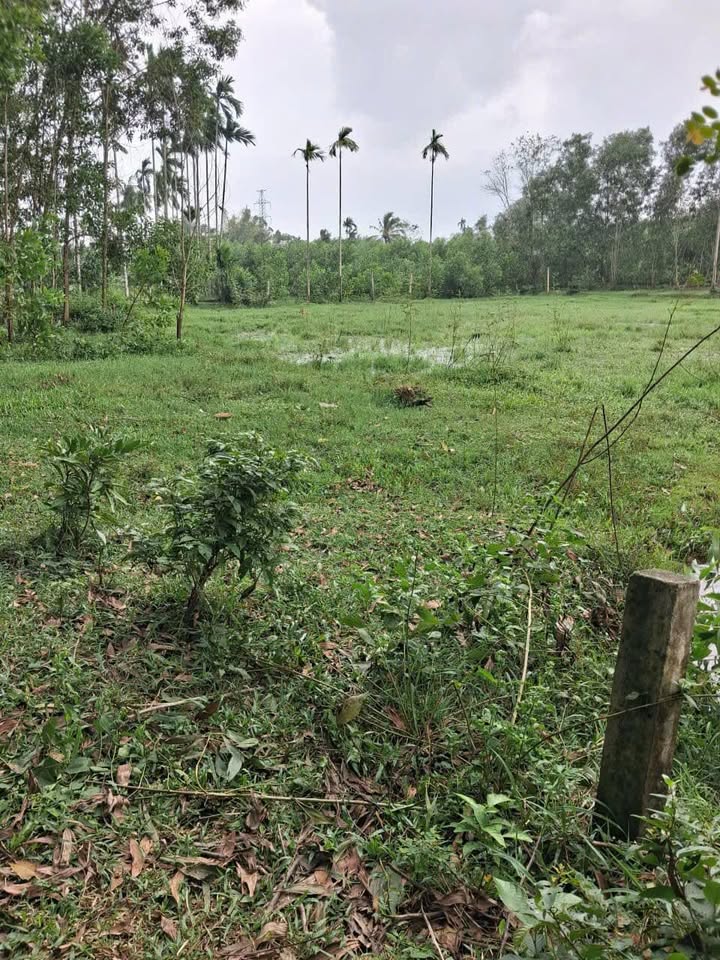 Đất vườn xã Đức Hiệp, huyện Mộ Đức, 600m² giá 300 triệu - Cơ hội đầu tư hấp dẫn!