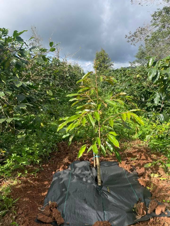 Đất Farm 3,5ha tại Cư Klông, Krông Năng giá 8.5 tỷ - Cơ hội đầu tư lý tưởng!