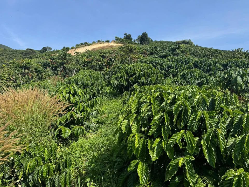 Đất Farm Đạ Đờn Lâm Hà 6000m² giá 1.6 tỷ - Đầu tư sinh lời ngay!