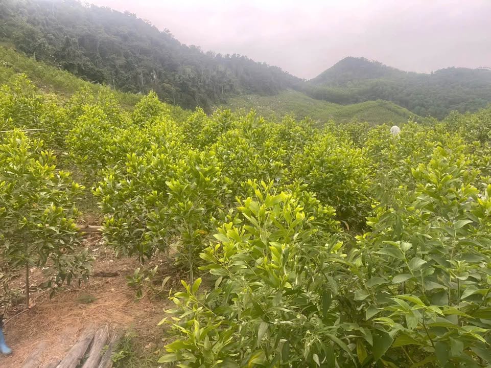 Đất Farm 6ha Quảng Chu, Chợ Mới, Bắc Kạn - Địa hình đẹp, dễ canh tác!