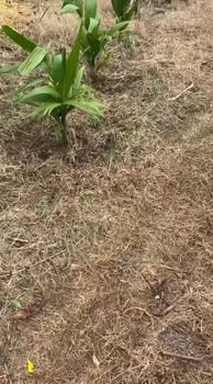 Đất vườn Ea Blang 7400m² giá 170 triệu - Đầu tư sinh lời ngay!