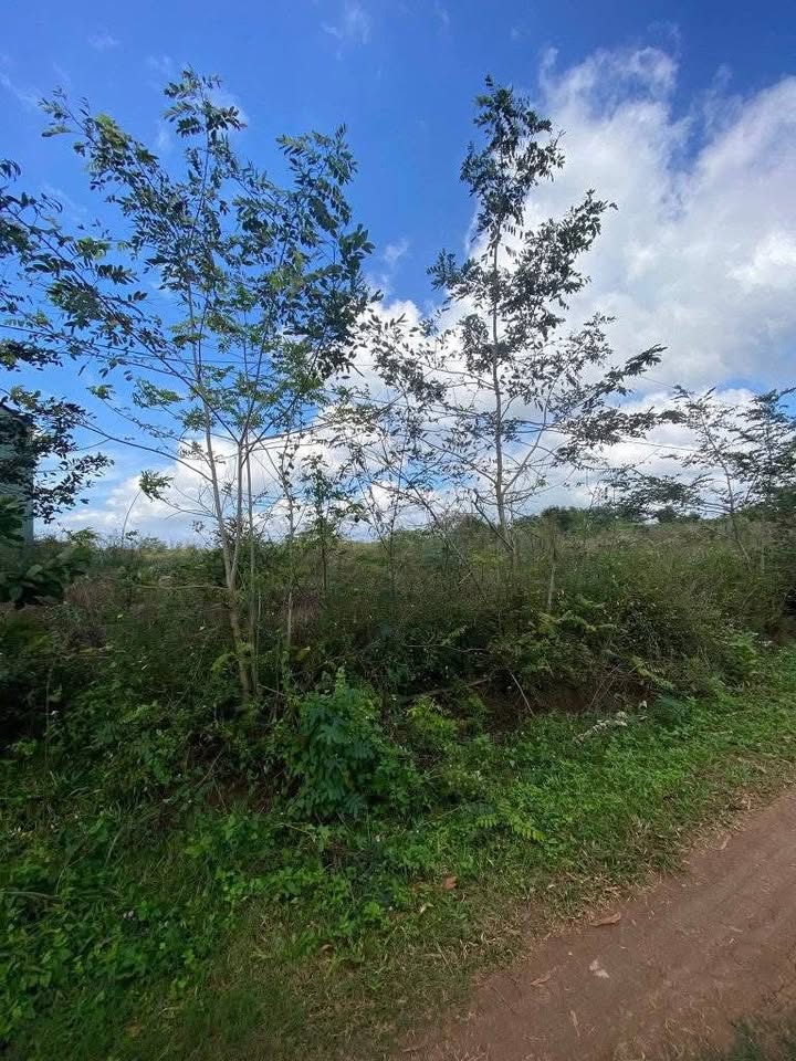 Đất nền Ea Kly Krông Pắc 500m² giá chỉ 230 triệu - Cơ hội đầu tư hấp dẫn!