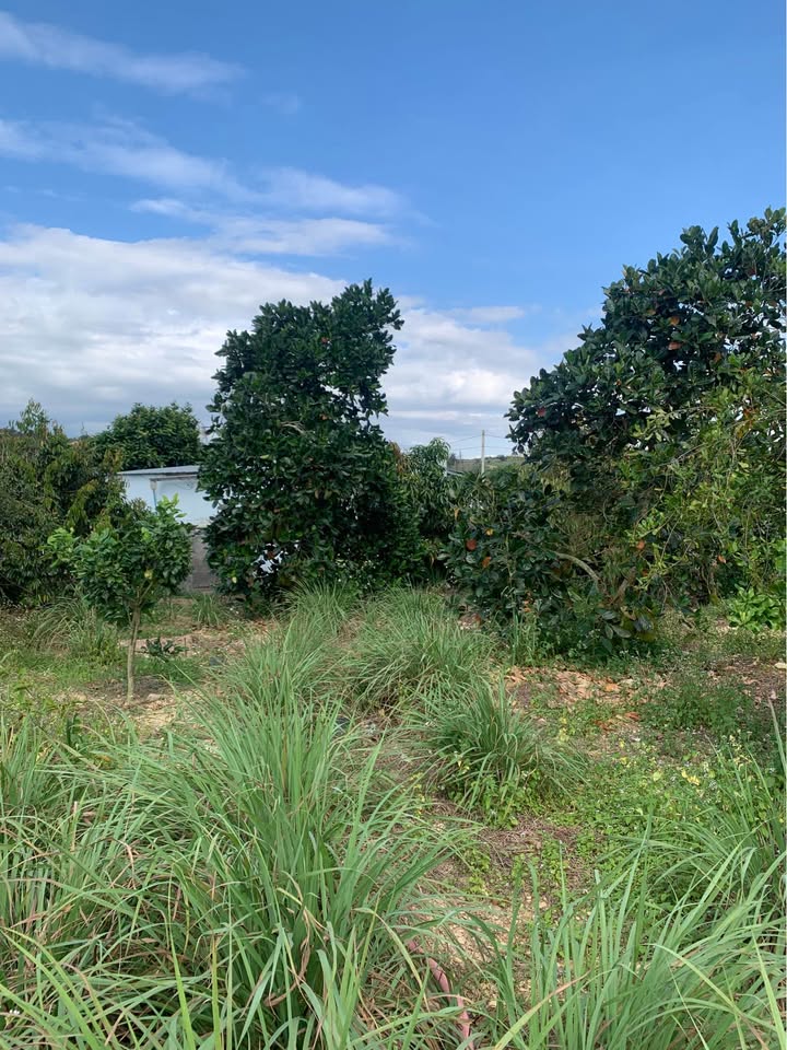 Farm đất trồng cây ăn trái Tân Thành 2100m² giá 1.6 tỷ - Sẵn sàng phát triển!