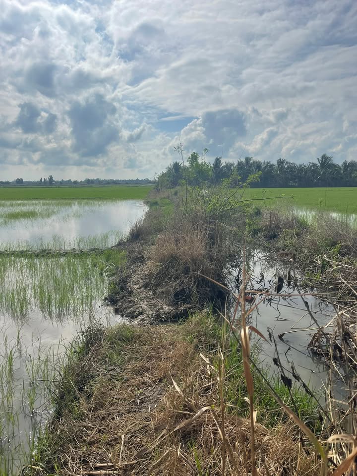 Đất nông nghiệp mặt tiền kinh thủy lợi tại Rạch Giá 15.000m² chỉ 6.5 tỷ - Cơ hội đầu tư sinh lời!