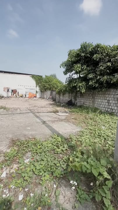 Đất nền thổ cư Cần Giuộc 86m² giá chỉ 590 triệu - Sổ hồng riêng, xây dựng tự do!