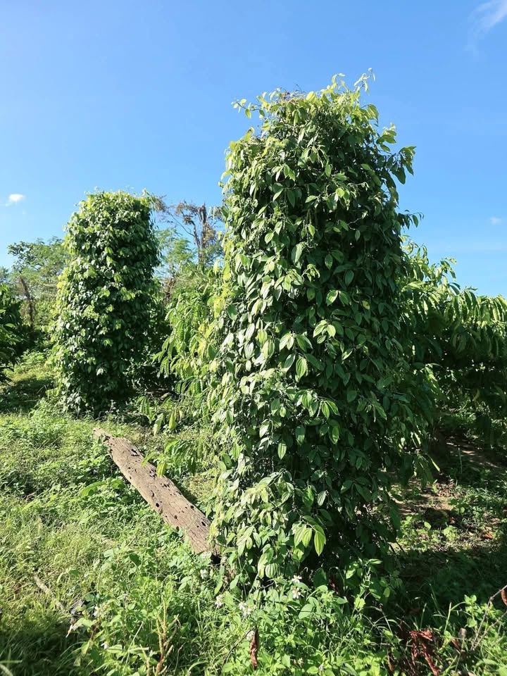 Đất rẫy Ea Ral Đắk Lắk 1,5ha giá 5,4 tỷ - Đầu tư sinh lời ổn định!