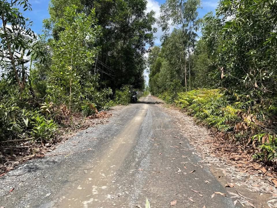 Farm Vĩnh Lợi, Tân Hưng, Long An 15.000m² giá 3.3 tỷ - Đầu tư lâu dài sinh lời!