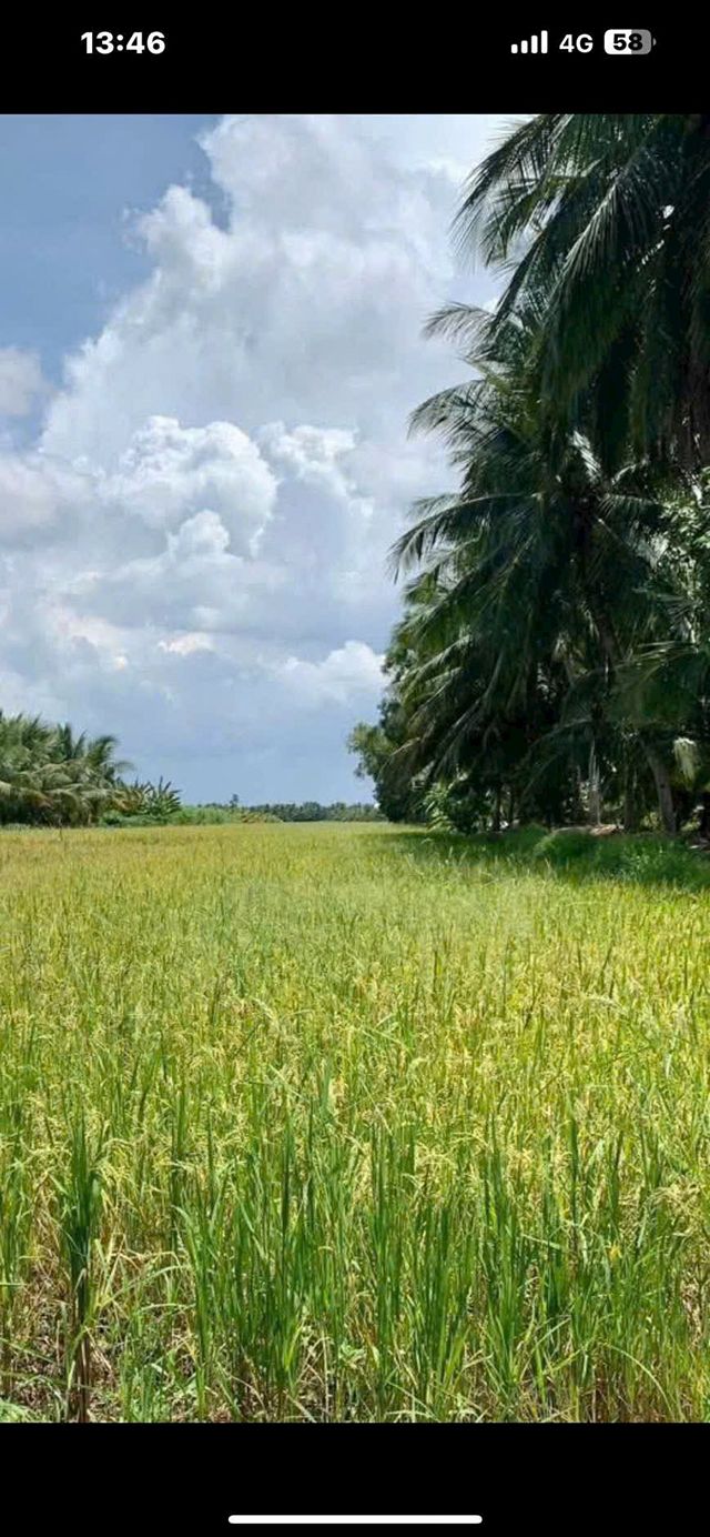 Đất ruộng 9.202m² tại xã Bình Thạnh, huyện Thạnh Phú - Giá chỉ 2.76 tỷ VND!