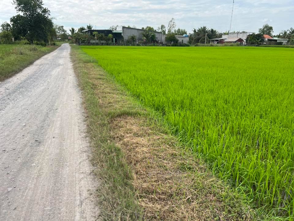 Đất nền Hòa Khánh Nam, Đức Hòa 150m² giá chỉ 700 triệu - Sổ hồng chính chủ!